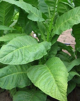 Dixie bright Tobacco Plant